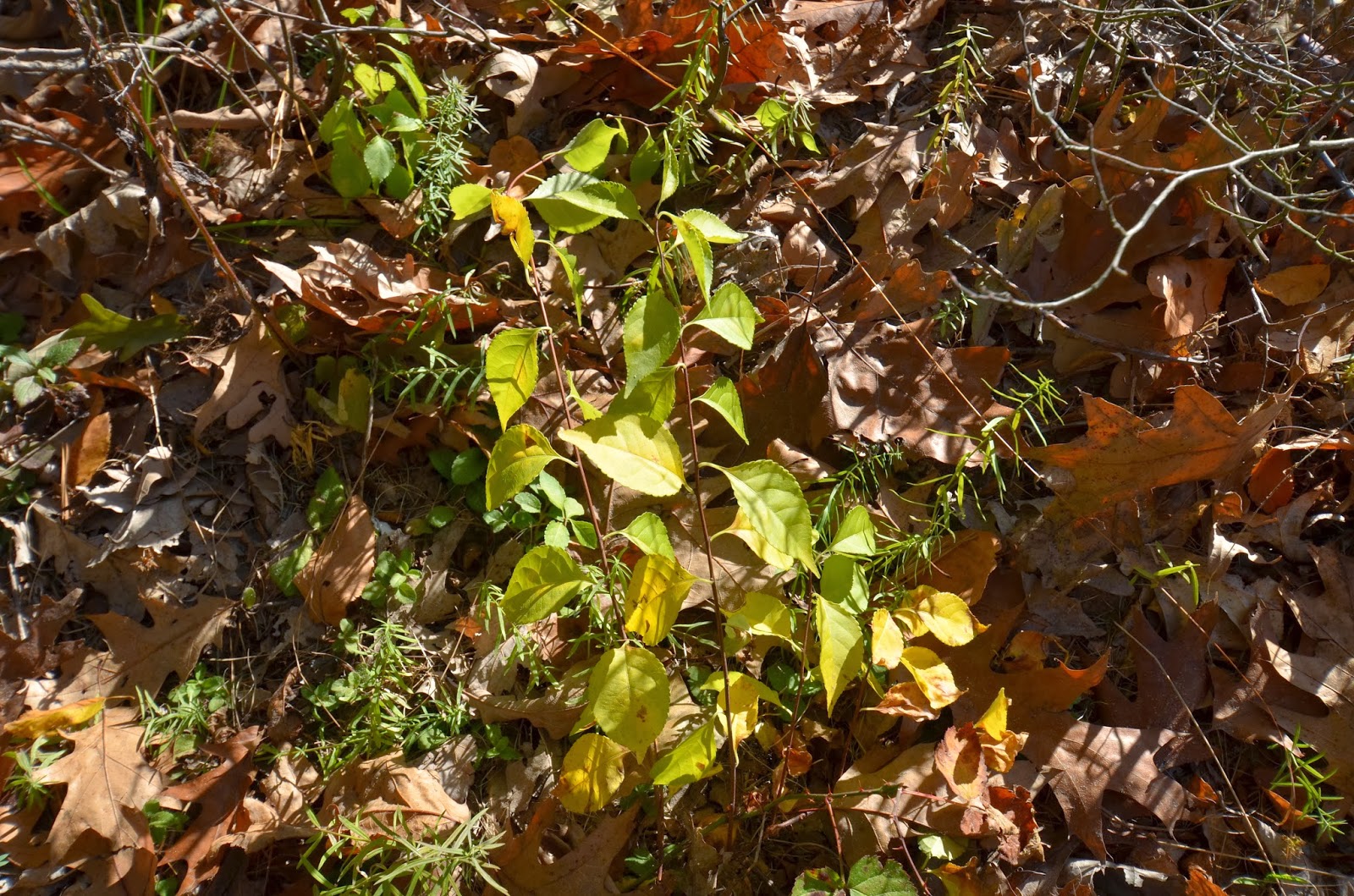 Glastonbury Bittersweet Battlers Invasive Plants Journal November